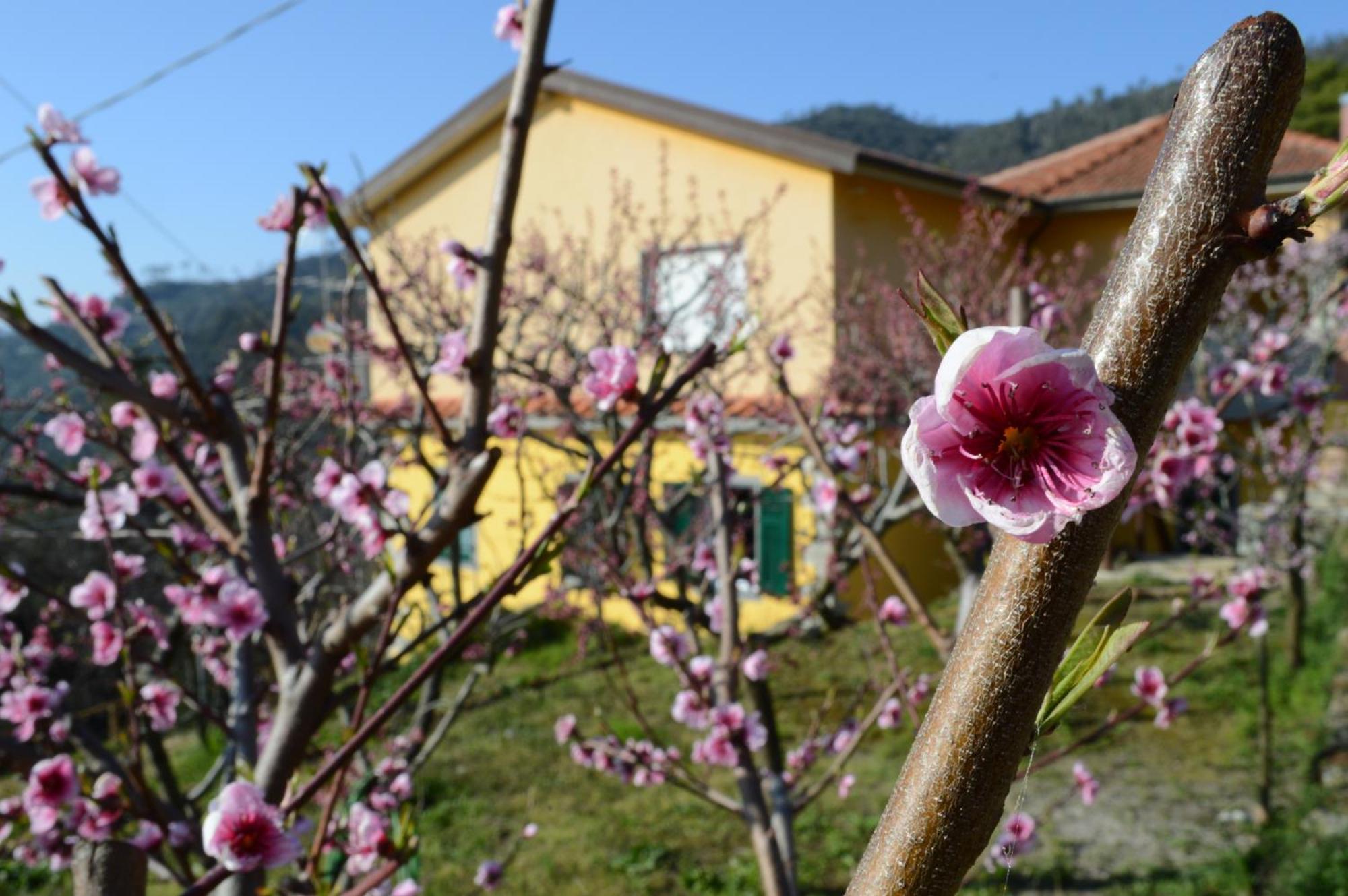 I Tre Grappoli Vila Corniglia Exterior foto